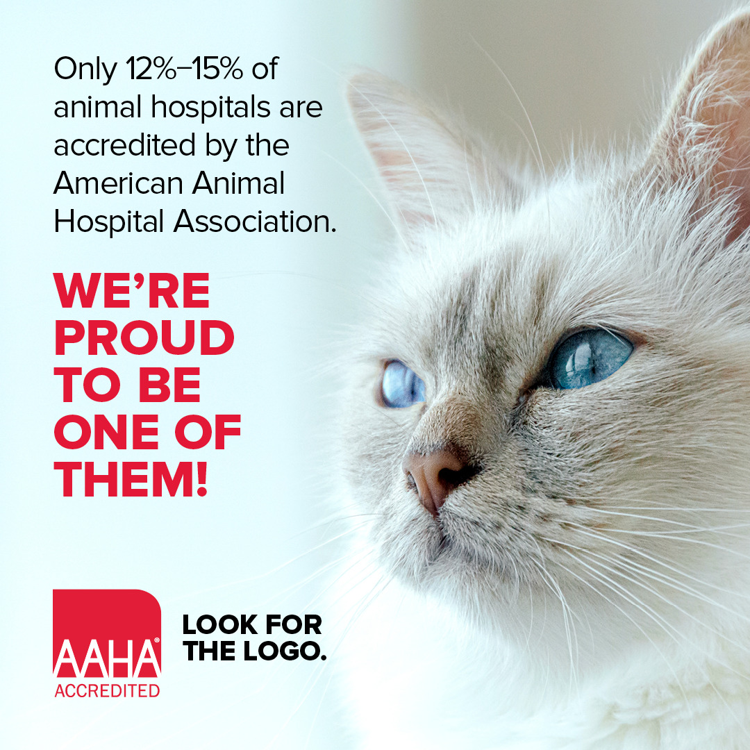 AAHA_Cat_Graphic