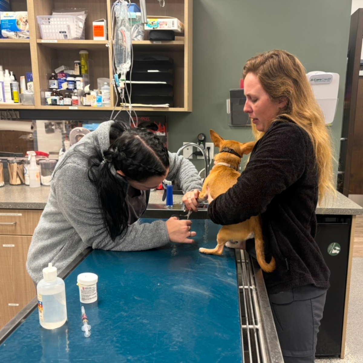 Bedford Oaks Family Vet staff holding a puppy