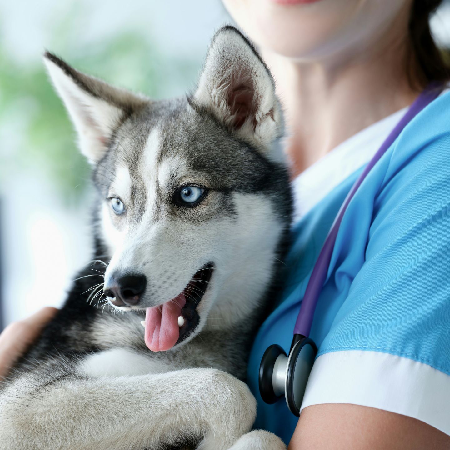 dog with vet
