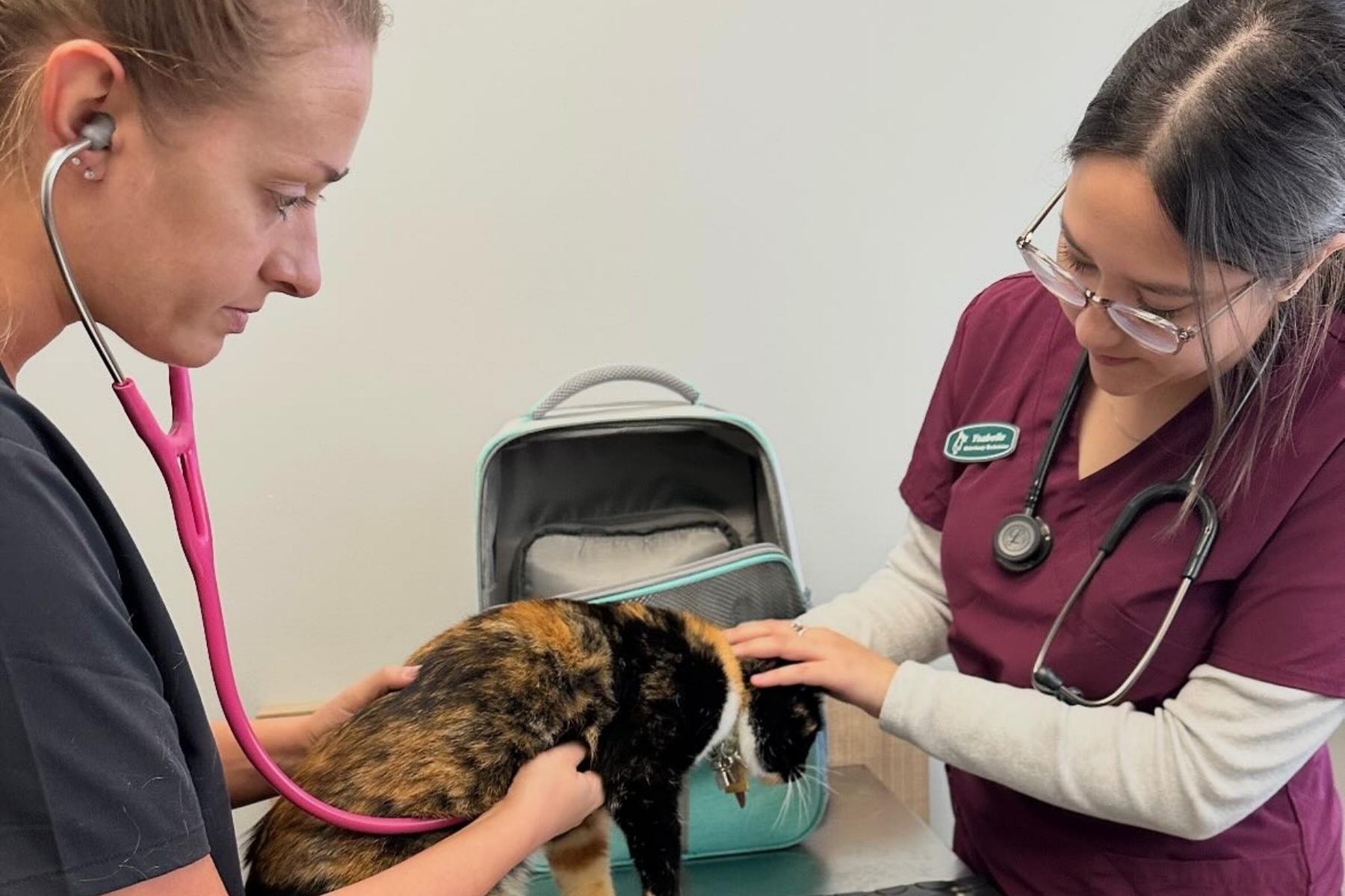 cat sitting on couch