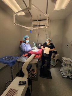 vet and staff doing medical procedure for a pet