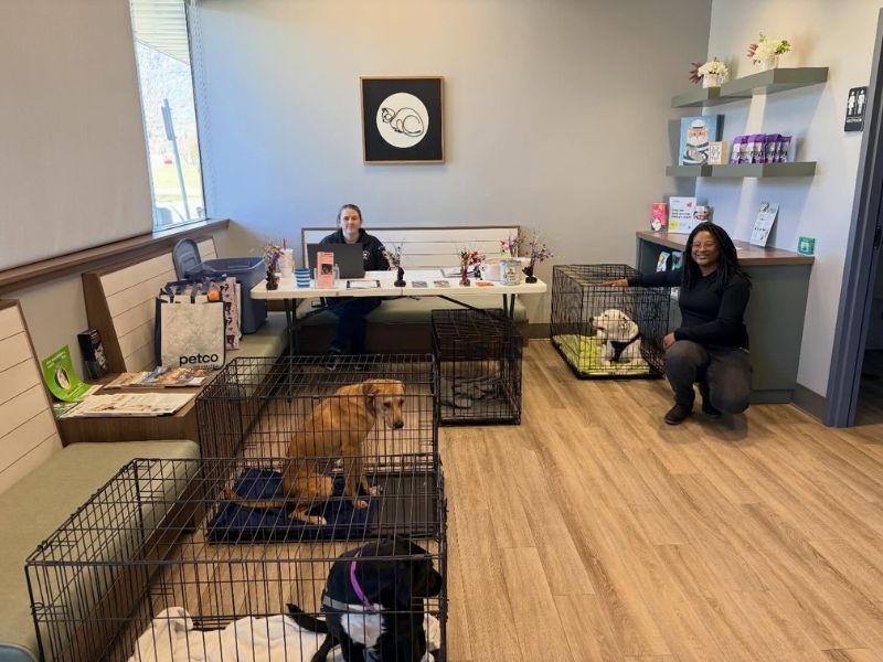 vet staff, a lady and dogs in pet cages