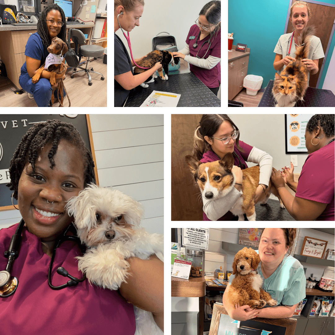 Bedford Oaks Family Vet team